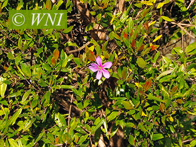 Tibouchina pulchra (Melastomataceae)